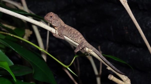 Vor kurzem neu entdeckte Spezies: Erstmals gelang im Kölner Zoo Nachzucht bei seltener Agamenart aus Vietnam