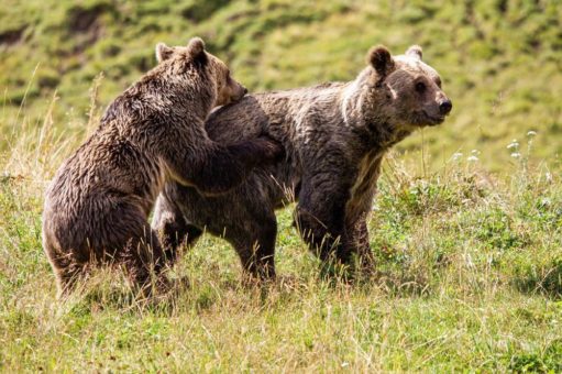 Geschwisterpaar darf sich im Arosa Bärenland neu kennenlernen