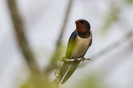 NABU: Zugvögel zieht es jetzt in den Süden