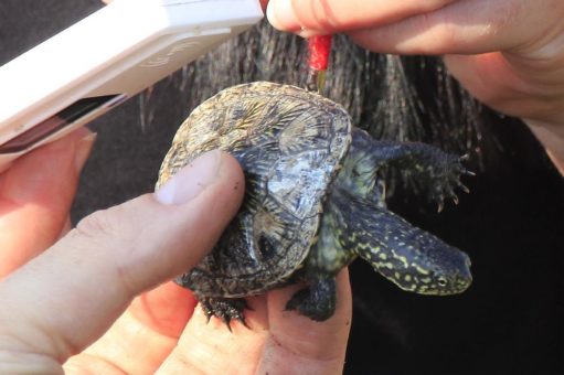 NABU entlässt weitere Europäische Sumpfschildkröten in die Freiheit