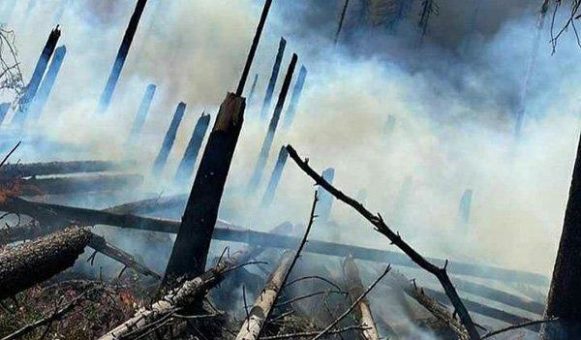 Aktuelles zum Waldbrand bei Schierke