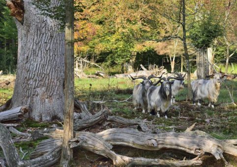 Letzte Herbstführung durch den Hutewald in Bentheim