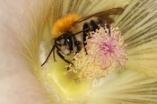 Sonderausstellung und Vortrag über Wildbienen im NationalparkZentrum