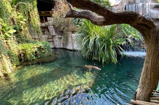 Neue Nilkrokodile für Hagenbeck