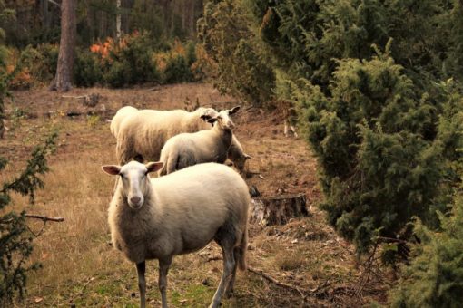 Gratisführung im durch den Wacholderhain in Bardel