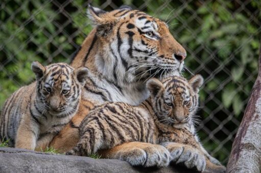 Wie sollen unsere Tigerjungtiere heißen?