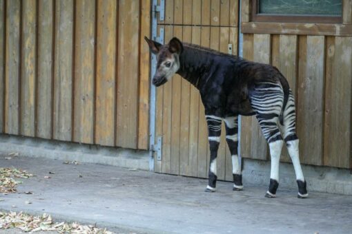 Okapi-Jungtier im Kölner Zoo: Giraffenhals und Zebrabeine – „Fabelwesen“ zum Staunen