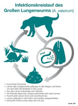 Gefahr im Gras: Schnecken übertragen Lungenwurm auf Hunde