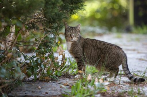 Manche Lungenwürmer sind auf Katzen spezialisiert