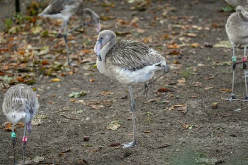 Rosarote Aussichten: Acht Kuba-Flamingos im Kölner Zoo geschlüpft