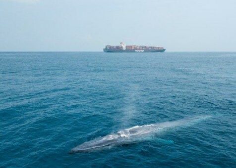 Zum Schutz von Blauwalen verlegt weltgrößte Reederei MSC Route vor Sri Lanka