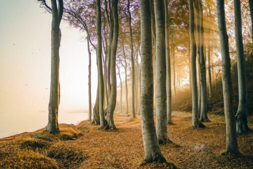 Kraniche bestaunen und Kneippen gehen: Herbsturlaub in Mecklenburg-Vorpommern