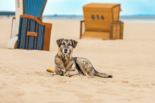 Gut Klein Nienhagen an der Mecklenburgischen Ostseeküste bietet deutschlandweit erste klassifizierte hundefreundliche Ferienwohnung an