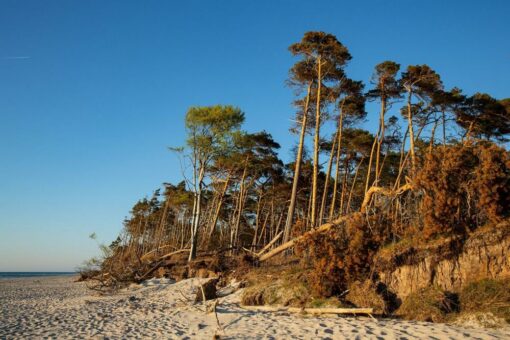 Tourismusverband Fischland-Darß-Zingst bringt die Halbinsel ins Wohnzimmer