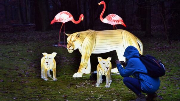 Leuchtende Löwen und Pyramiden aus Eis: Winterferien in Mecklenburg-Vorpommern