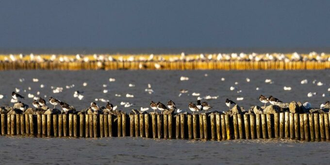 Herbst an der Nordsee: Wenn die Zugvögel ziehen