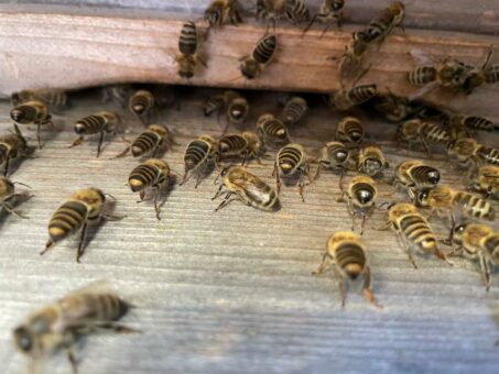 Bee Hilcona! 300.000 Demeter Bienen sorgen für eine blühende Region