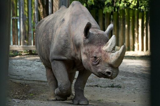 Spende des Fördervereins: 125.000 Euro für die neue Nashornanlage – Zoo stellt Pläne vor