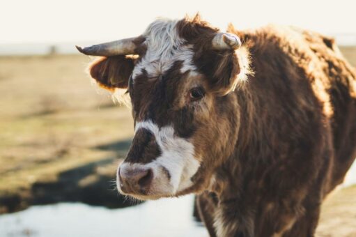 Deklaration von Montreal: Über 470 Philosoph:innen fordern Ende der Tierausbeutung