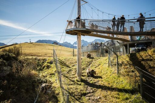 Erstmals in der Arosa Geschichte! Im Arosa Bärenland trafen heute vier Bären zusammen