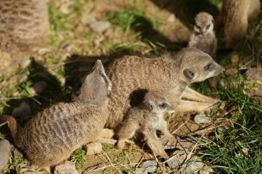 Erdmännchen-Nachwuchs im Kölner Zoo zu sehen