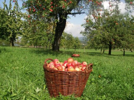 Herbstlicher Genuss frisch vom Baum – traditionelle Streuobstsorten im Einzelhandel