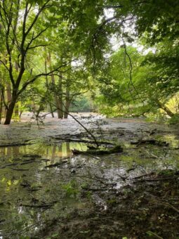 Badeurlaub im Wald?