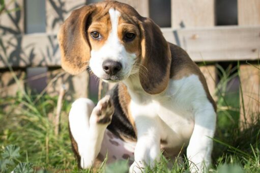 Wenn es den Welpen juckt: Flöhe bei jungen Hunden