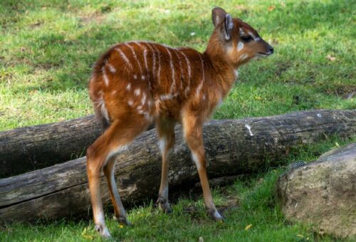 Geburt einer Sitatunga-Antilope im Kölner Zoo