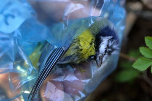 NABU: Rekordbeteiligung bei der Stunde der Gartenvögel