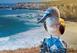 Im Sommer 2021 die Galapagos-Inseln entdecken