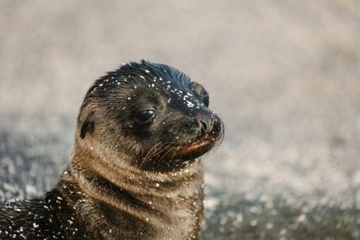 Nachhaltige Traumreisen auf die Galapagosinseln