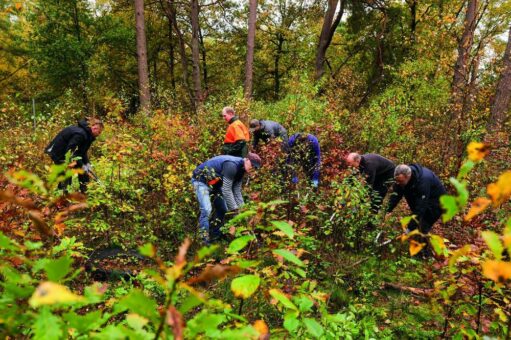 Herbstkur für 7.130 junge Eichen auf drei Hektar Wald