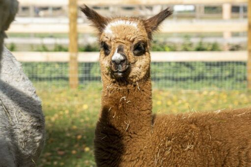 Ein Jahresvorrat an Alpakafutter für den Wildpark Müden