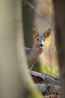 Wildtiere kennen keine Zeitumstellung!