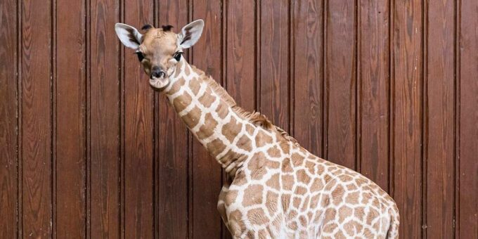 Erfreuliche Geburt einer Kordofan-Giraffe im Zoo Basel