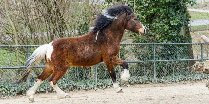 Leben und Tod – im Zoo nahe beieinander