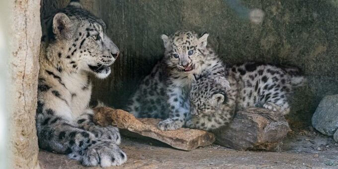 Drillinge bei den Schneeleoparden im Zoo Basel