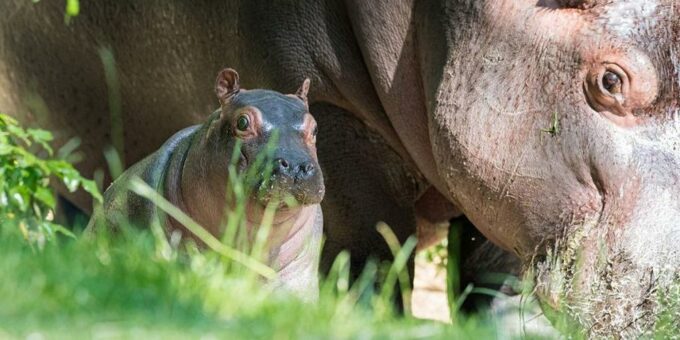 Geschäftsbericht Zoo Basel 2021: Erfolgreiches Jahr trotz kurzzeitiger Schliessung