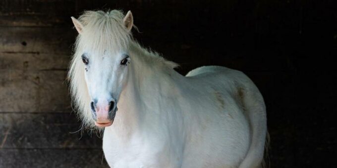 Neues Pony im Kinderzolli