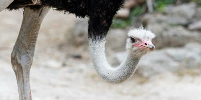 Neuer Straussenhahn im Zoo