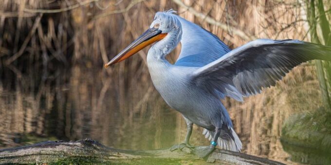 Cool frisiert – die neuen Krauskopfpelikane im Zolli