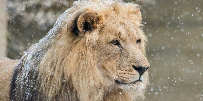 Mbali, der «König der Löwen», mit knapp 20 Jahren im Zoo Basel gestorben