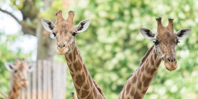 Neues Parkhaus ermöglicht Erweiterung des Zoo-Areals