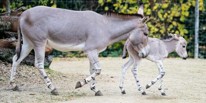 Nachwuchs bei den Somali-Wildeseln