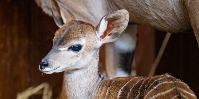 Nachwuchs bei den Kleinen Kudus im Zoo Basel