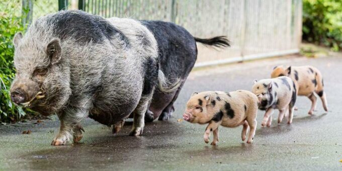 Minipig-Nachwuchs sorgt für Trubel im Kinderzolli