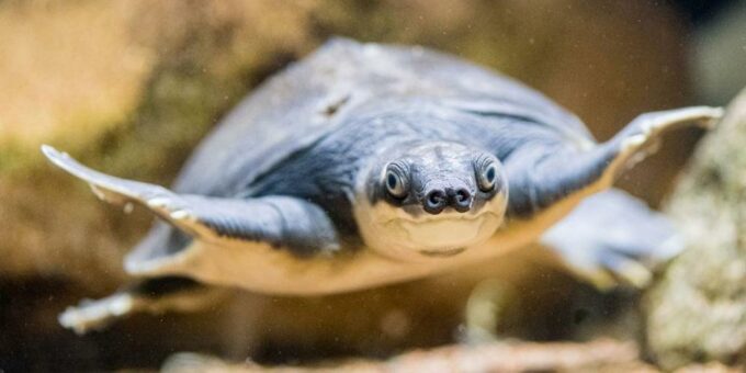 Papua-Weichschildkröte: Der Wolpertinger unter den Schildkröten