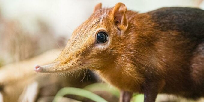 Seltene Tierart neu im Zoo Basel zu sehen