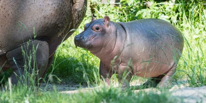 Flusspferdgeburt im Zoo Basel